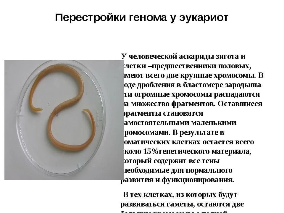 Образ жизни аскариды. Симптомы аскаридоза аскариды. Аскарида человеческая среда обитания.