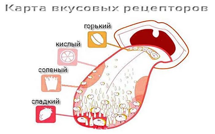 Соленый вкус во рту причины. Вещества имеющие кислый вкус. Кислый - сладкий. Вкус металла во рту причины.