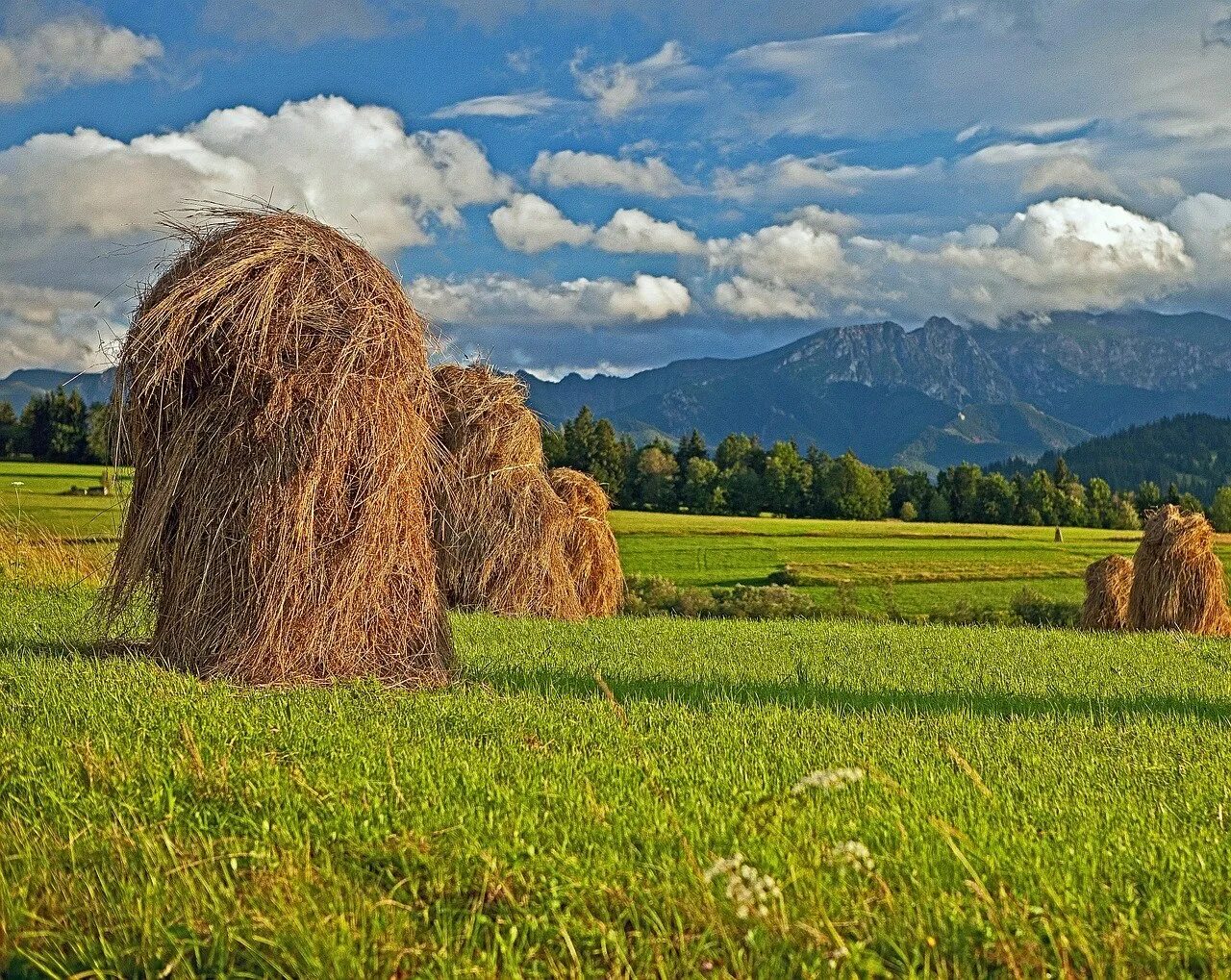 Скирда сноп. Калязин. Скирда. Стог.. Сноп, стог, Скирда. Сколько сена в стогу