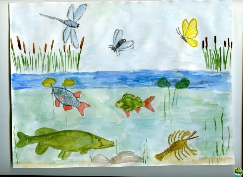 Рисование водоемы в подготовительной группе. Рисование обитатели водоемов. Водоем рисунок 3 года. Рисование подводный мир в подготовительной группе. Водоем рисунок 3 класс.