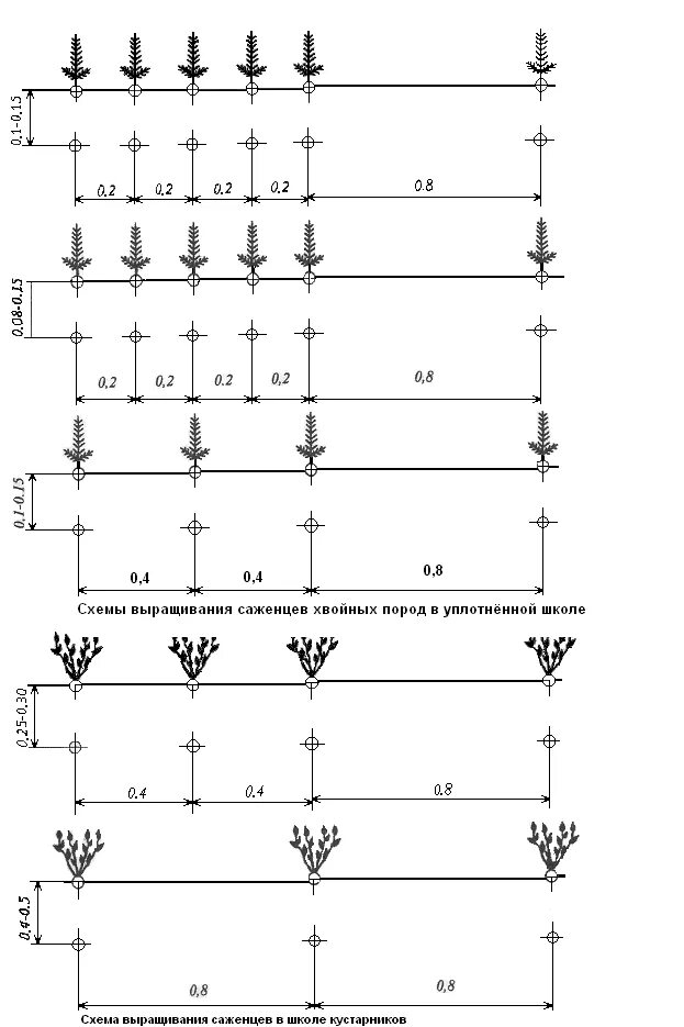 Схема посадки сеянцев сосны. Схема посева лиственницы сибирской. Схема посева для сеянцев сосны обыкновенной. Схема посадки лесных культур. Посев хвойных пород
