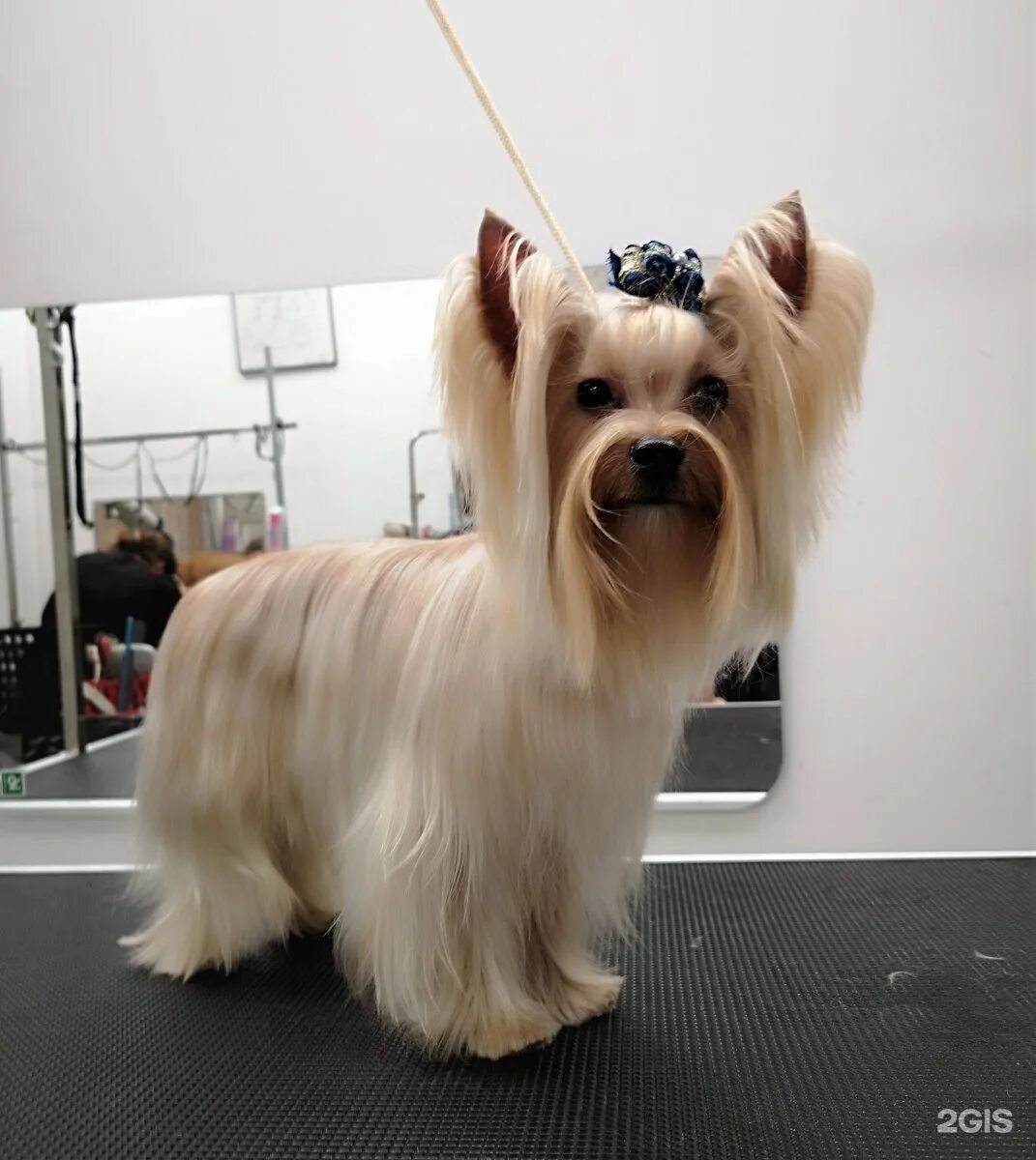 Вислоухий йоркширский терьер. Стрижка длинношерстного йорка. Беби фэйс для йорка стрижка. Baby face йоркширский терьер стрижка. Йоркширский терьер мини стрижки.