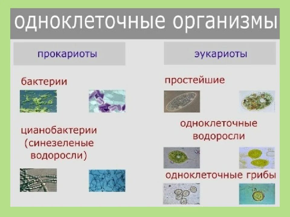 Эукариотический организм прокариотический организм. Одноклеточные эукариоты. Одноклеточные организмы эукариоты. Одноклеточные эукариоты примеры. Одноклеточные и многоклеточные организмы.