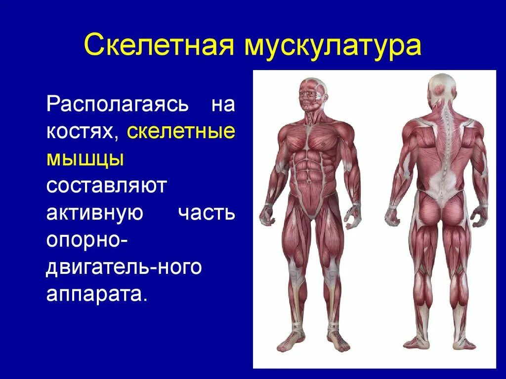 Работа скелетных мышц человека. Скелетные мышцы. Скелетные мышцы человека. Скелетные мышцы – активная часть двигательного аппарата. Мышечная система презентация.