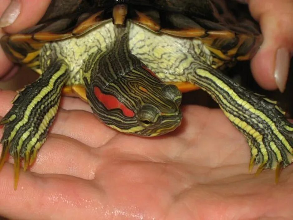 Как умирают черепахи красноухие