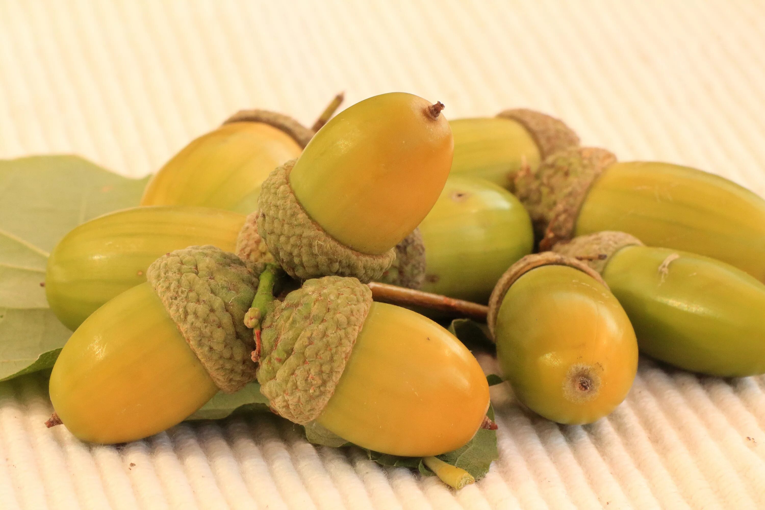 Собирают спелые орехи желуди дикие фрукты имена. Плод Желудь. Плод дуба Желудь. Красивые желуди. Орешки желуди.