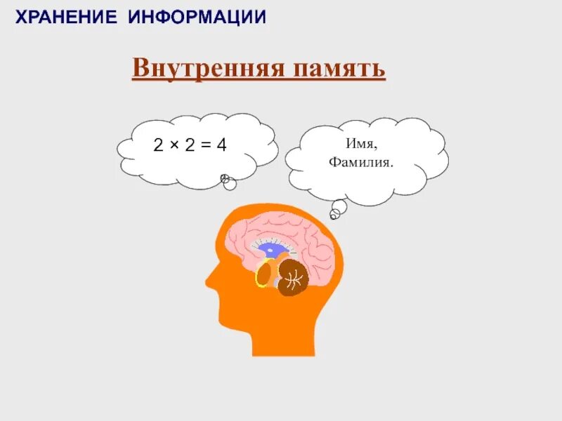 Оперативная память человека это. Хранение информации. Внутренняя память человека. Внутренняя хранения информации. Собственная внутренняя память человека.