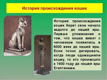 Кошки истории жизни