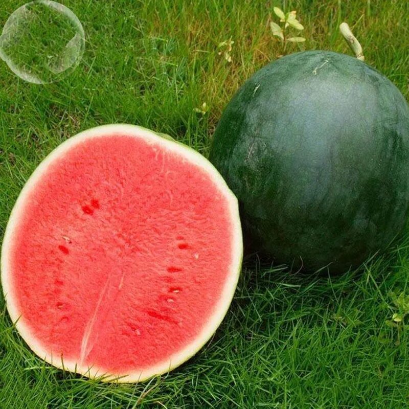 Сорт зеленого арбуза. Арбуз сорт seedless Watermelon. Арбуз саги f1. Арбуз сорт Волчек. Арбуз Флорида f1.