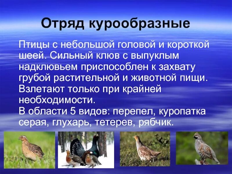 Курообразные отряды птиц. Отряд курообразные представители. отряд курообразные представители птиц. общая характеристика курообразных.