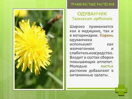 Лекарственные растения сибири
