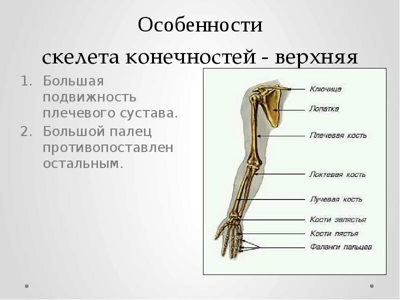 Один из признаков строения конечностей современного человека. Скелет верхних и нижних конечностей 8 класс. скелет верхней конечности скелет нижней конечности. строение верхней конечности человека. строение верхней и нижней конечности человека.