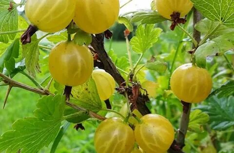 Крыжовник сорта русский желтый