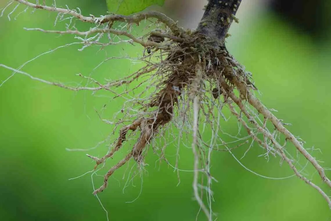 Небольшая корневая система. Корень. Корни растений. Корешок растения. Цветок с корнем.