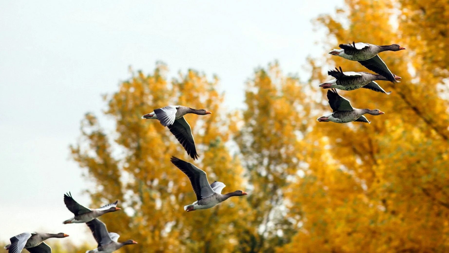 Перелетные птицы улетают на Юг. Осенью перелетные птицы улетают на Юг. Стая птиц. Птицы осенью.
