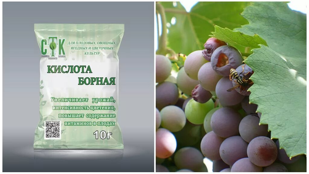 Как спасти виноград от ос. Борная кислота от ос. ловушки для ос на винограде. препараты для кистей винограда. спасаем виноград от ос.