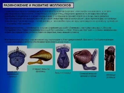 Назовите способы размножения и особенности развития моллюсков