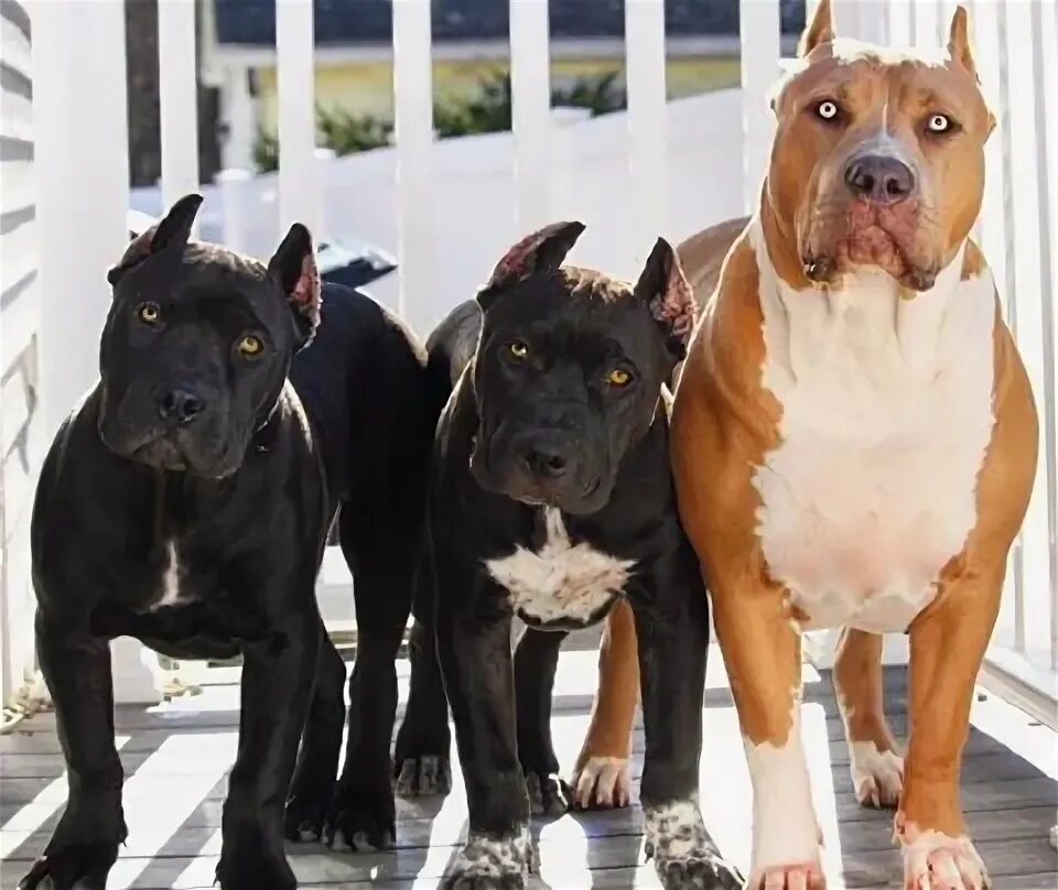 Питбуль команда. Черный питбуль и черный стаффорд. черный бойцовский питбуль. стафф булли. питбуль белый с черным.