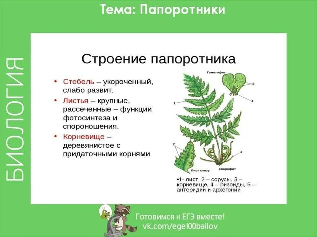 Папоротник в отличие от водорослей имеет. Папоротник орляк строение. Строение листа папоротника орляка. Папоротники это споровые растения. Папоротниковидные черешок.