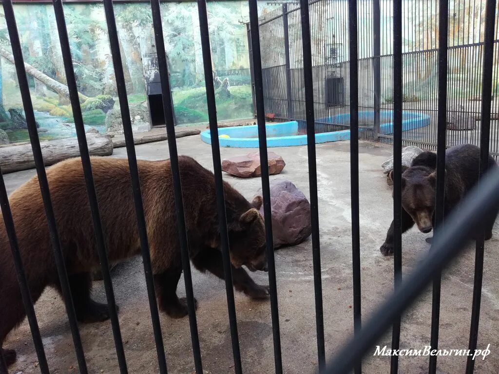 Зоопарк Лимпопо Нижний Новгород. Директор зоопарка Лимпопо Нижний Новгород. Животные зоопарка Лимпопо Нижний Новгород. С-56 В зоопарке Лимпопо в Нижнем Новгороде. Зоопарк лимпопо нижний новгород сайт