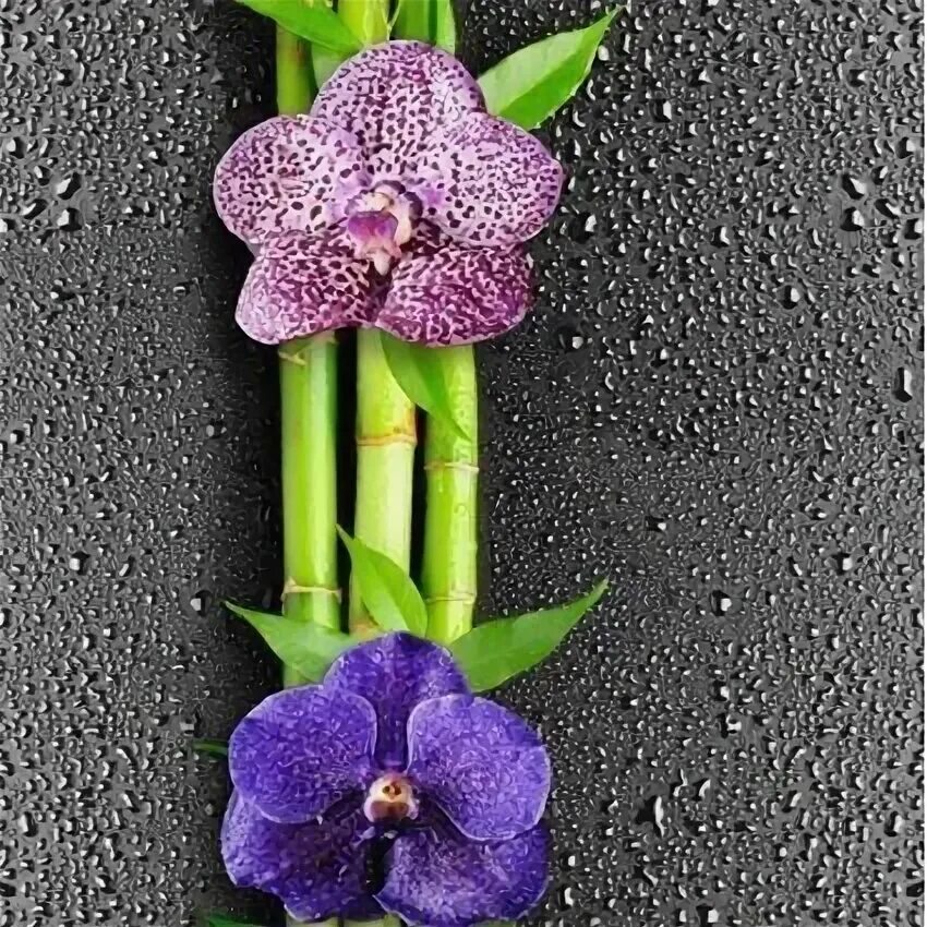 ПВХ Орхидея. Орхидея фаленопсис Вашингтон. Панели пластик. Орхидея №1 351 0,25*2,7м*8мм. Панели ПВХ Орхидея. Панель пвх орхидея