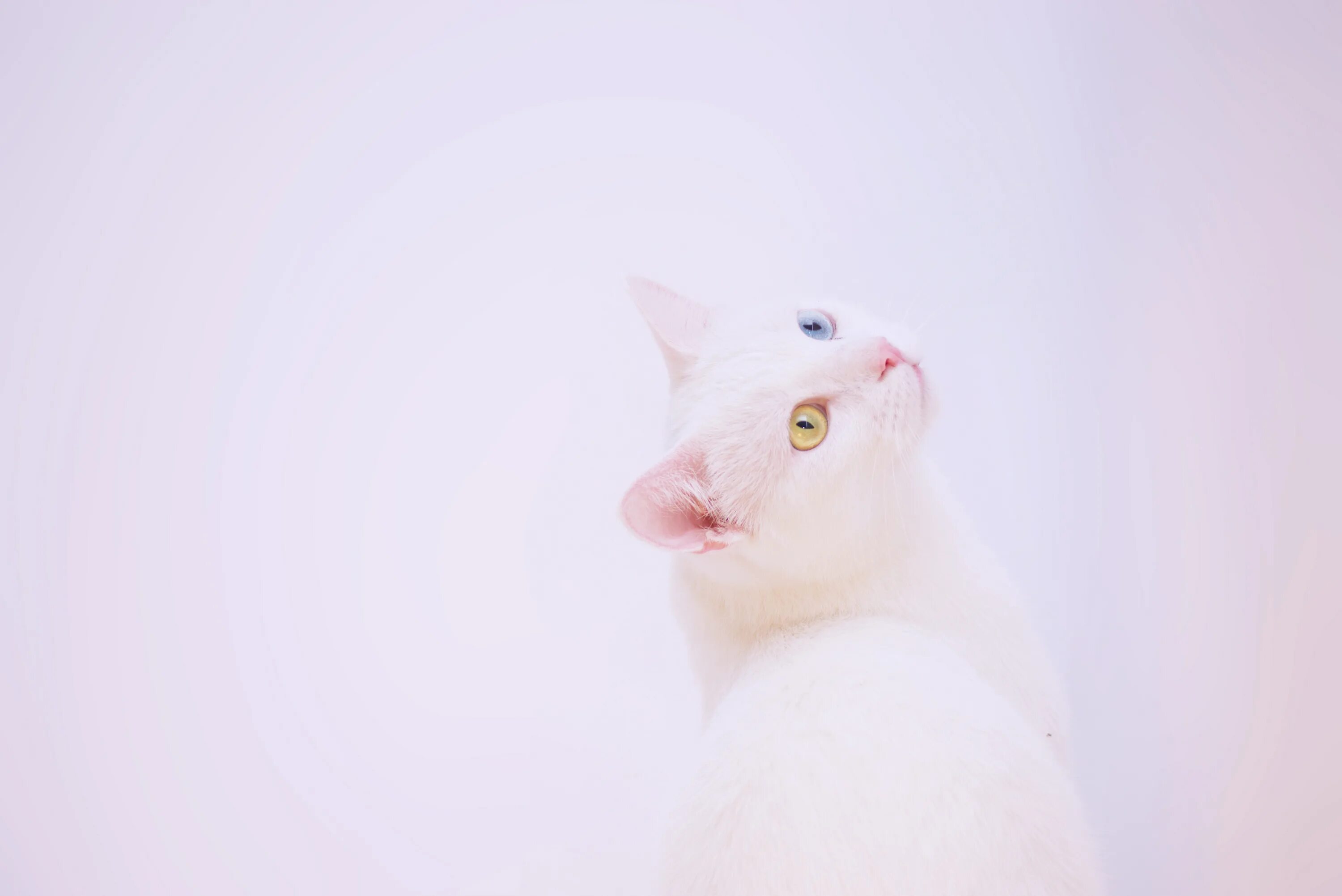 Обои белые кот. Кошка минимализм. белый кот. морда кота минимализм. домашние животные минимализм.