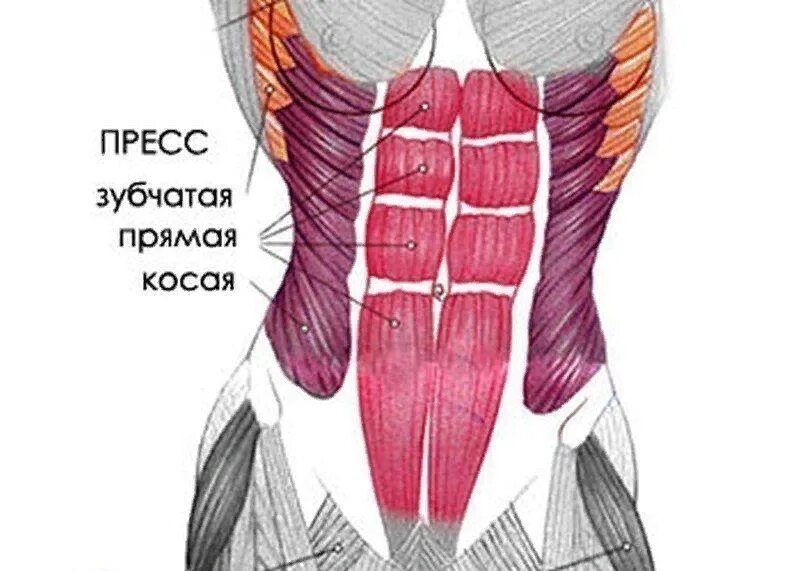 Поперечная мышца живота как накачать. Пресс мышцы живота анатомия. Мышцы живота у женщин анатомия. Косые мышцы живота у женщин анатомия. Мышцы пресса анатомия женщины.