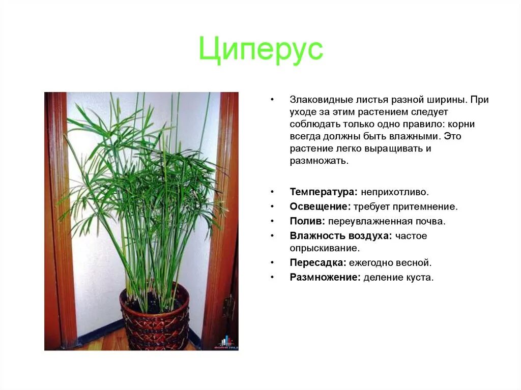 Условия содержания комнатного растения. Циперус Папирус комнатный. Циперус зонтичный размножение. Аспарагус циперус. Цветок циперус размножение.