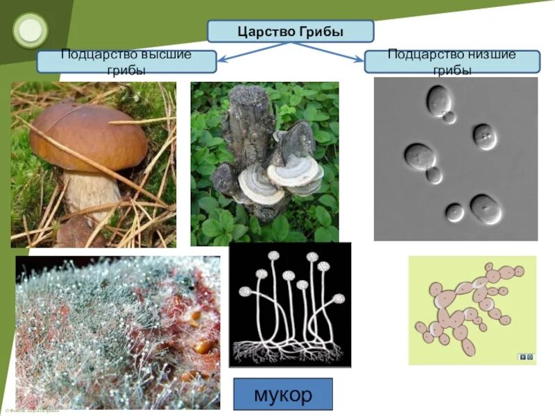 Царство грибы низшие грибы