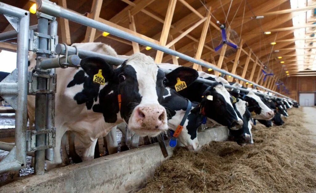 Коровы на ферме. Сельское хозяйство животноводство. Молочная ферма в дании. Современная животноводческая ферма. Фирма "молочная ферма" удмуртии.