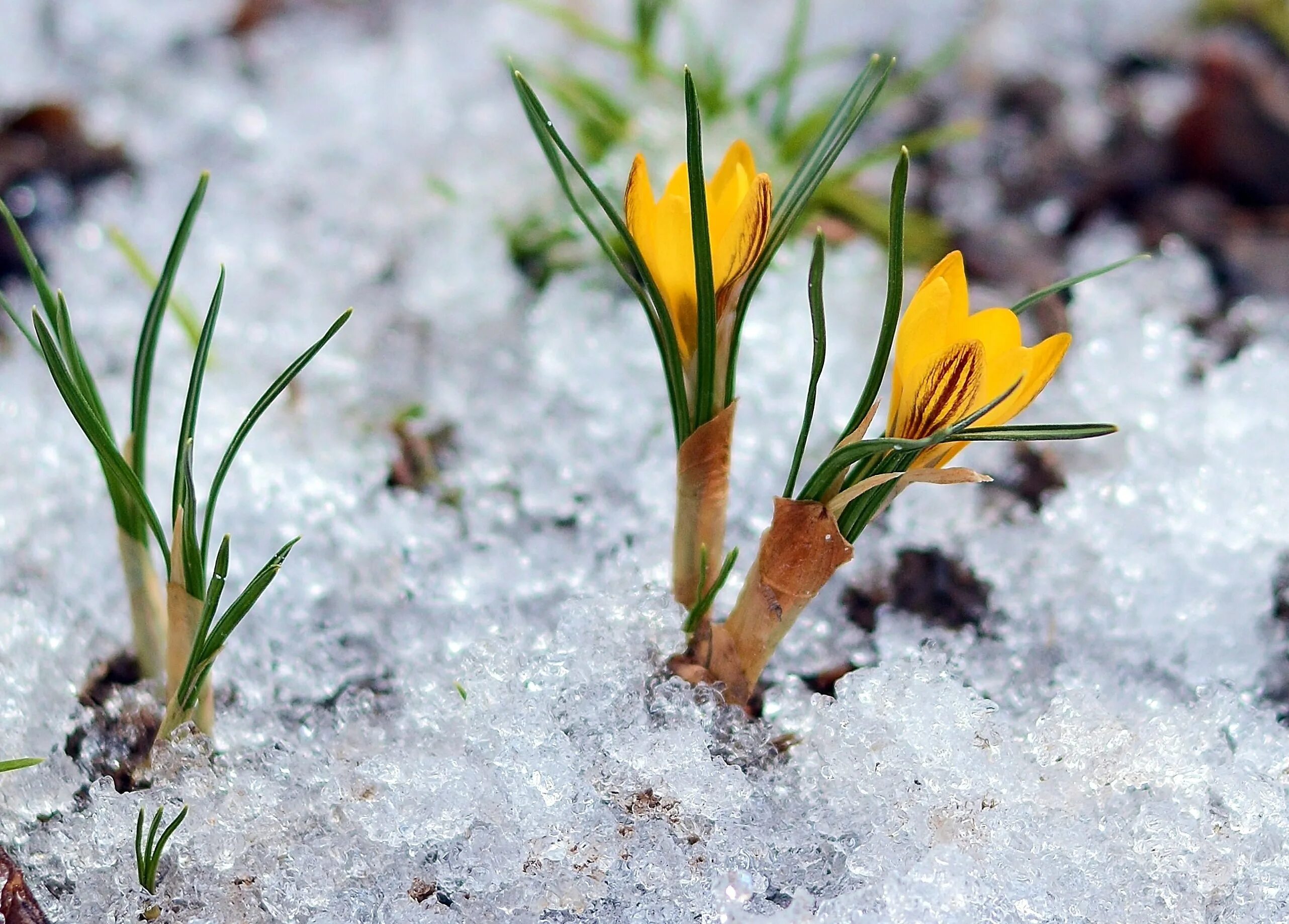 проталина что это