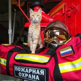 Мчс 2019