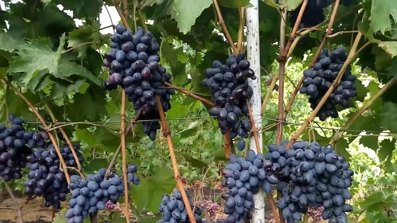 Виноград "Чорна Пантера": опис високоврожайного сорту і фото
