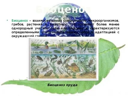 Биоценоз бактерий