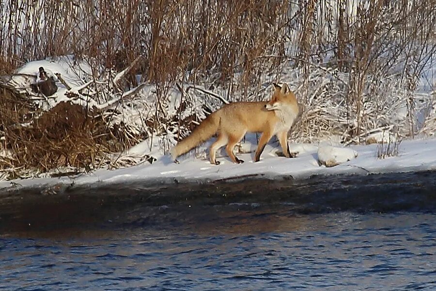 дикие животные чувашии. чебоксары животное. живность чувашии. чувашия чебоксары музей животных. животное софия фото.