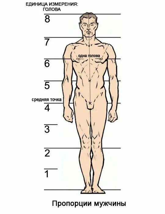 Сколько голов в взрослом человеке. Пропорции тела мужского человека. Пропорции тела мужчины рисунок. Соотношение ног и тела у мужчин. Соотношение пропорций тела мужчины.