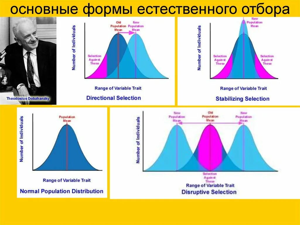 Естественный отбор характеристика и примеры. Формы естественного отбора дестабилизирующий. Естественный отбор схема. Формы естественного отбора схема. Формы естественного отбора таблица.