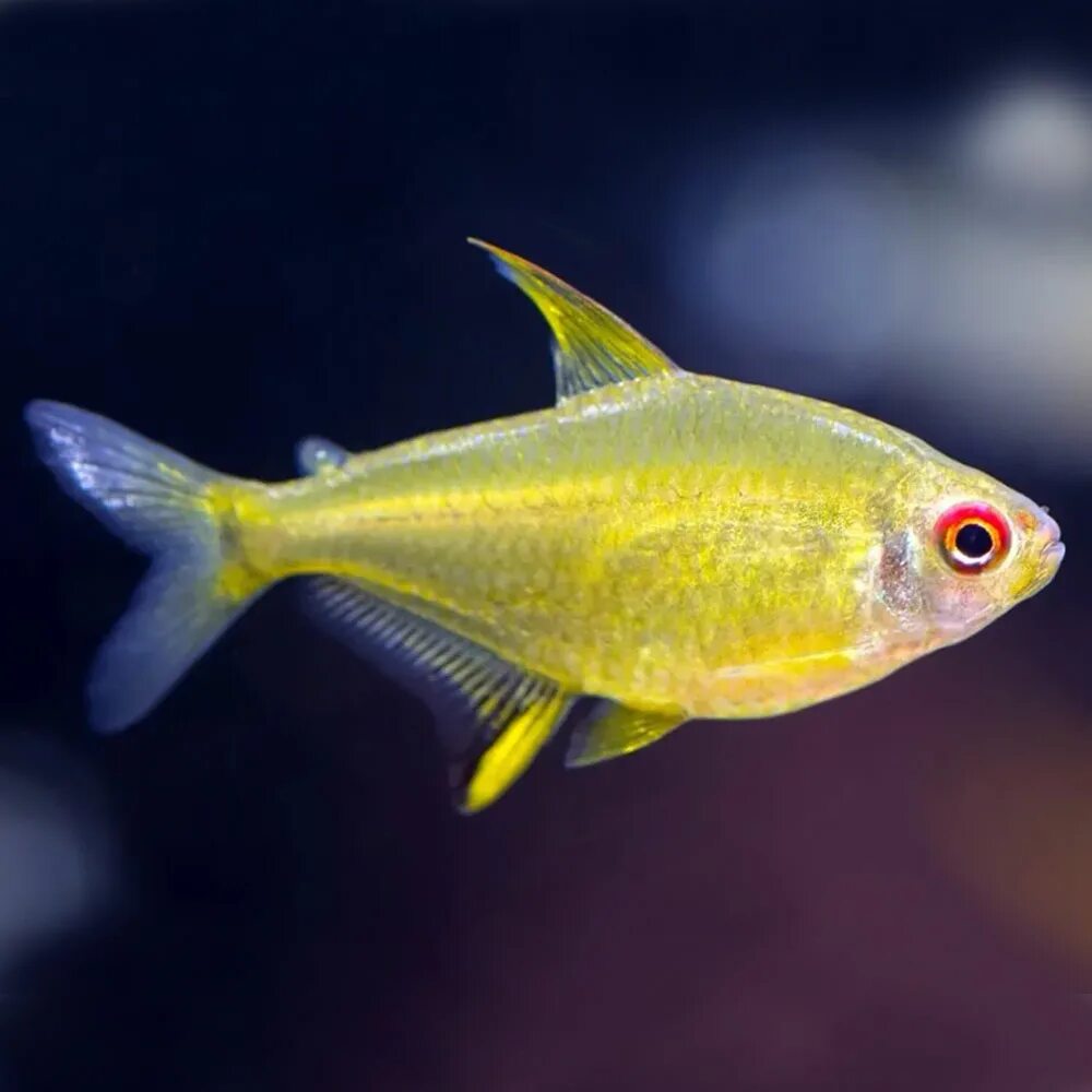 Р тетр. Hyphessobrycon pulchripinnis. Пульхрипиннис аквариумная рыбка. Тетра лимонная рыбка. Тетра Бриллиантовая рыбка аквариумная.