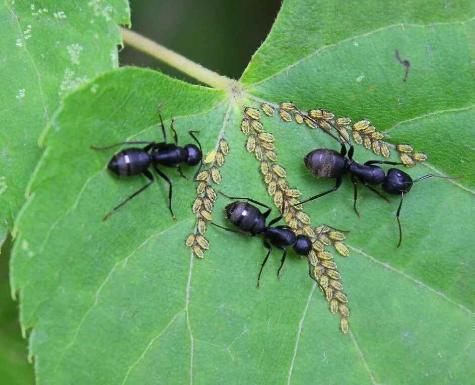 Муравьиный вид. Муравей древоточец. Виды муравьев. Муравьи обитающие в России. Разные муравьи.