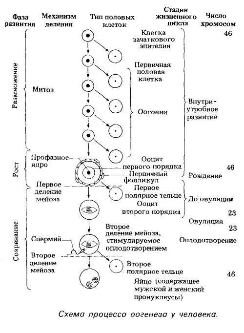 Установите последовательность этапов овогенеза образование ооцитов. Ооциты второго порядка набор. Схема оогенеза у растений. Ооцит 1 порядка набор хромосом. Схема оогенеза у млекопитающих.