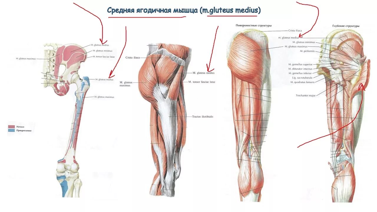 Ягодицы где находится у человека
