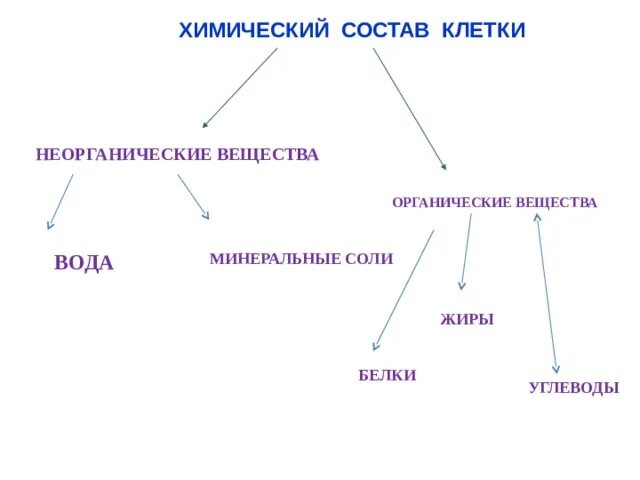 Химический состав клетки функции веществ