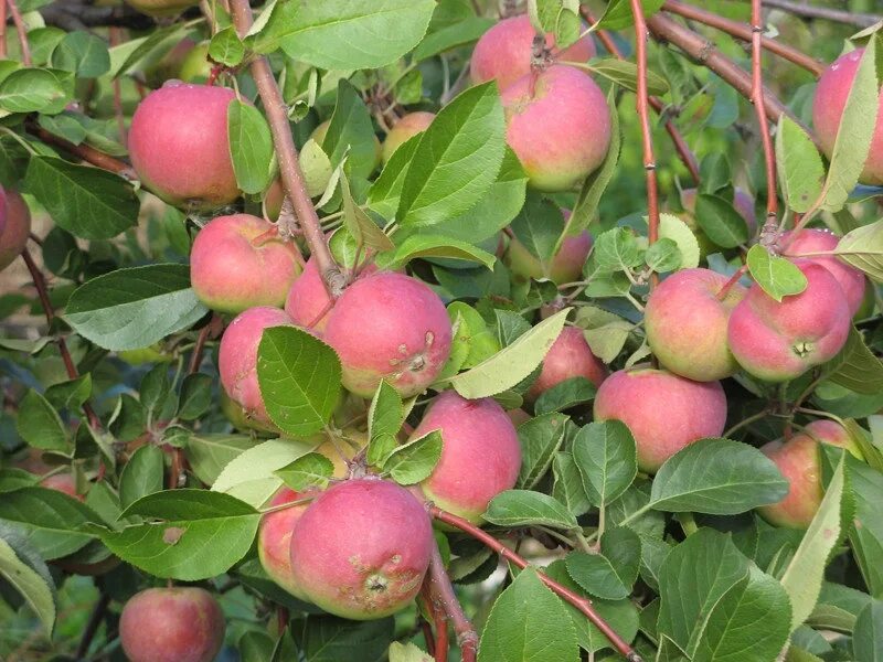 Яблоня ВЭМ розовый. Яблоня Авенариус. Яблоня "розовый налив" (Malus domestica). Яблоня сорт ВЭМ розовый. Купить розовую яблоню