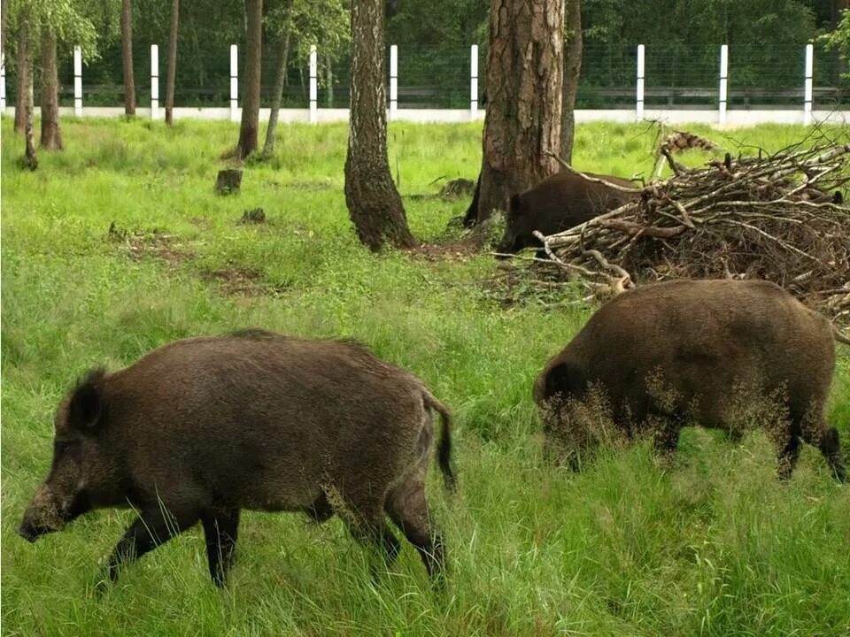 Беловежская пуща животные. Беловежская пуща дикий кабан. Беловежская пуща зубры. Беловежская пуща кабаны. Беловежская пуща заповедник животные.