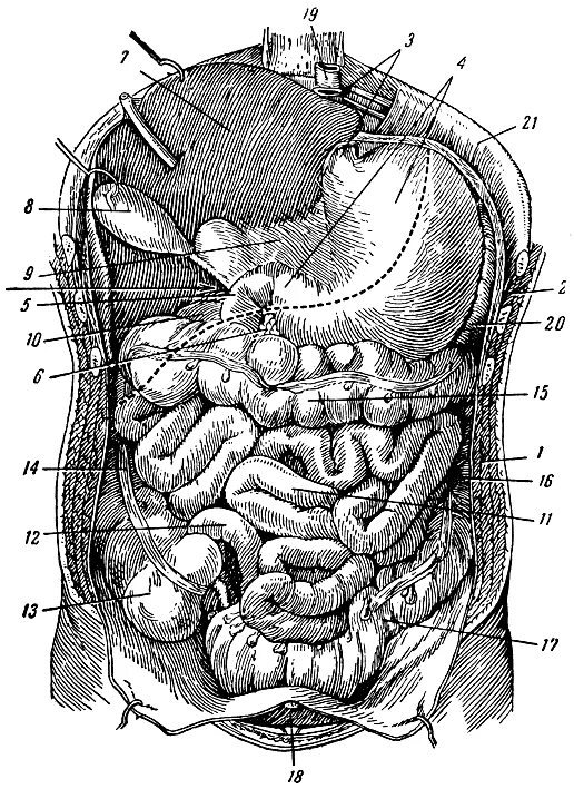 Расположение внутренних органов человека в брюшной. Анатомия органов брюшной полости. Анатомия расположение органов брюшной полости. Схема брюшной полости. ОБП органы брюшной полости.