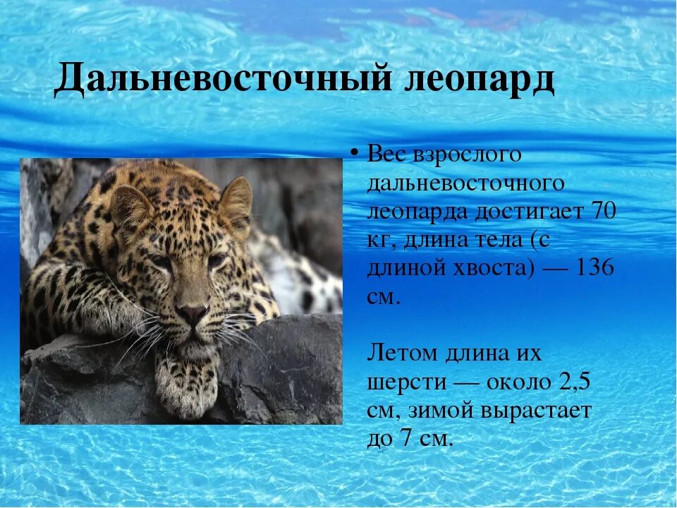 Дальневосточный леопард сообщение. Дальневосточный леопард презентации. вес дальневосточного леопарда. вес взрослого леопарда. дальневосточный леопард текст.
