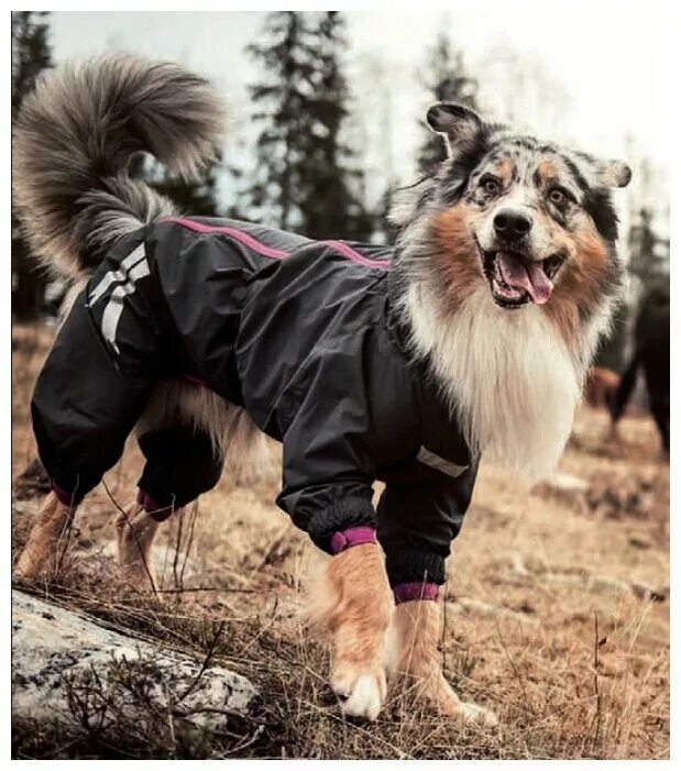 Курточки для собак. Комбинезон pet fashion. Водонепроницаемая обувь для собак a1702. Одежда для лап собак. Летняя одежда для маленьких собак.