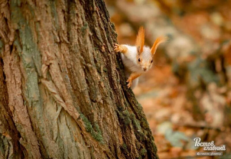 краснодар майская роща белки. белка пытается вытащить шишку через окно. белки в чистяковской роще. белка в краснодаре. разновидность животных в краснолесье.