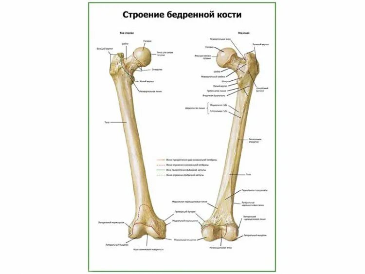Анатомия бедренной кости синельников. Третья бедренная кость. Строение бедренной кости анатомия. Вертел бедренной кости анатомия. Верхний эпифиз бедренной кости.