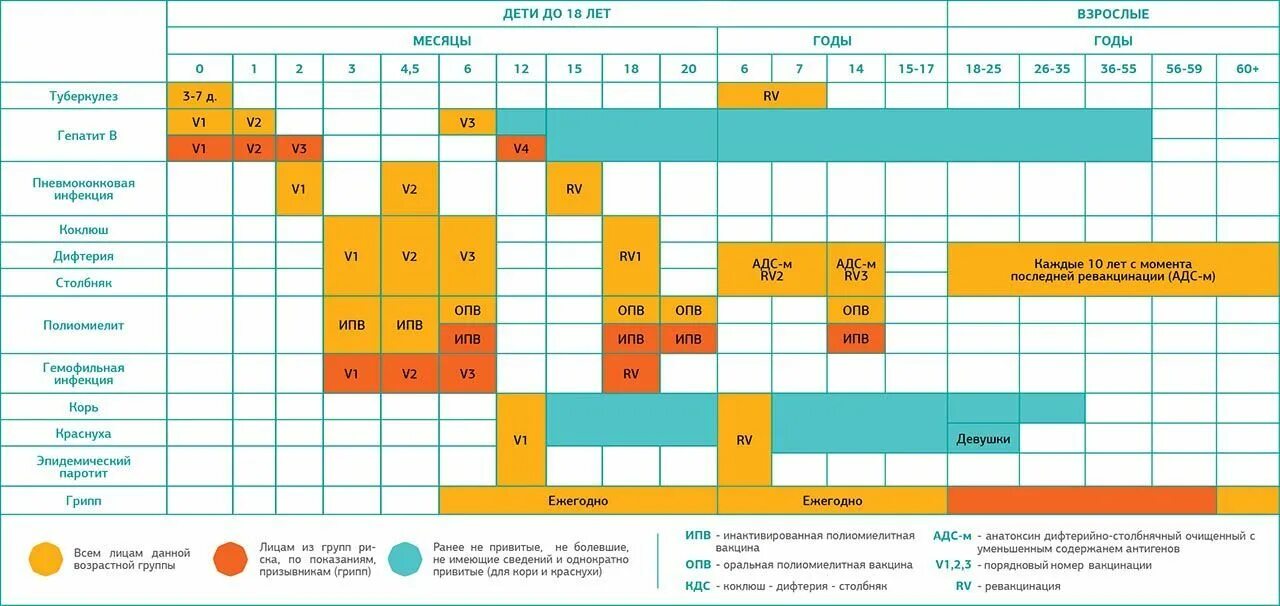Календарь прививок б. Таблица профилактических прививок у детей. Календарь прививок для всех взрослых России национальный. Календарь вакцинации взрослых в России 2021.